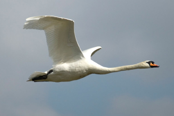 Mute swan in flight